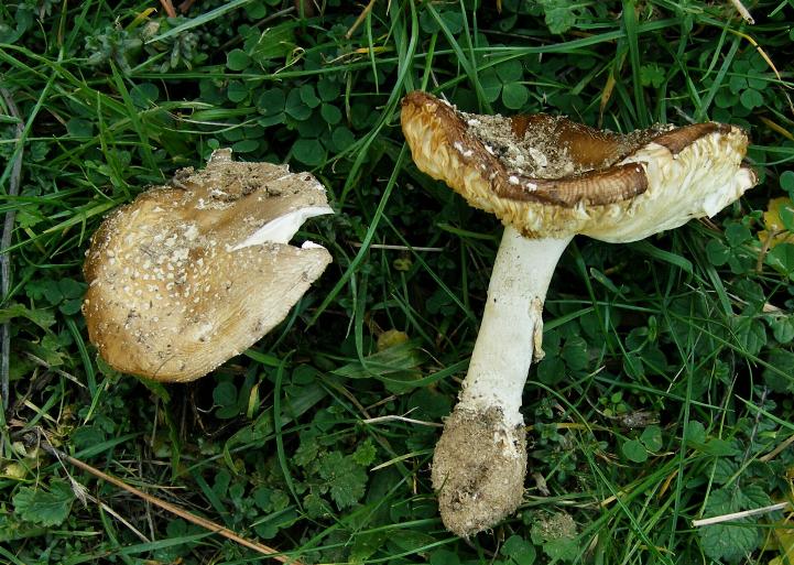 Amanita gilbertii var. gilbertii Beaus.